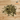 Dried bupleurum root Chai Hu 柴胡 300g